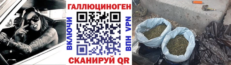 ОМГ ОМГ как зайти  Пионерский  Псилоцибиновые грибы Psilocybine cubensis 